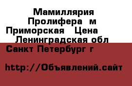 Мамиллярия Пролифера .м. Приморская › Цена ­ 150 - Ленинградская обл., Санкт-Петербург г.  »    